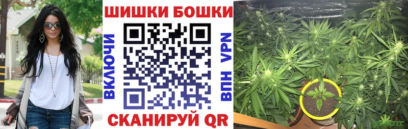 Марихуана сатива  Суджа 